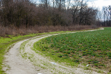Path next to the field with beets