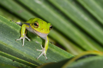 Green Treefrog