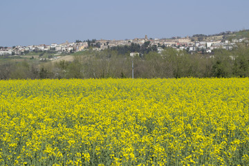 Comune di Serra de' Conti - la campagna in primavera
