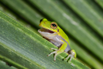 Green Treefrog