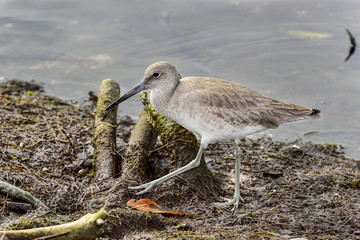 Willet