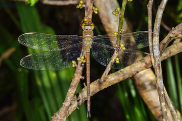 Shadow Darner