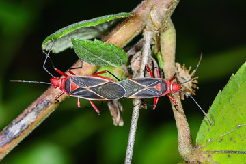 Cotton Stainer