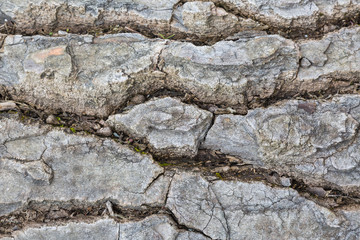 Wrinkled bark tree