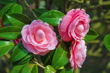 ピンクに輝く椿