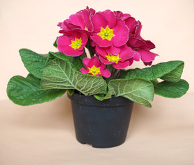 Pink Primrose flower