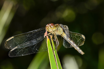 Four-spotted Pennant