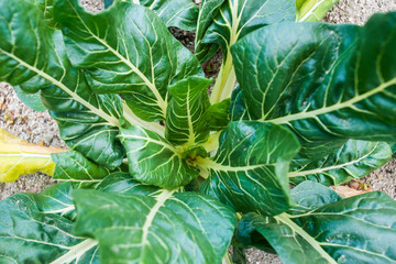 Obraz premium Chard in a vegetable garden.