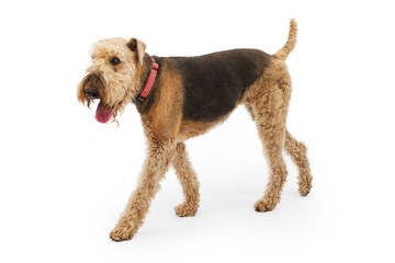 Airedale Terrier Dog Walking to Side