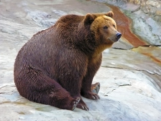 Obraz premium Brown bear is one of the largest terrestrial predators