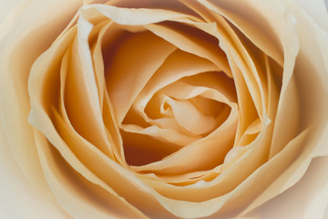 Close up macro background with yellow rose