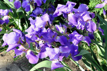Irises are found on all continents. The genus comprises about 800 species with a rich variety of...