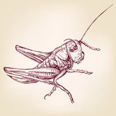 Locust or grasshopper -insect  hand drawn vector llustration realistic sketch