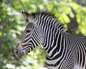 Obraz na płótnie Canvas portrait of a zebra
