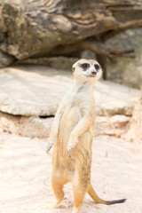 Meerkat standing on the sand