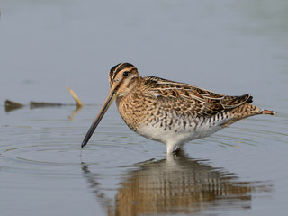 Common Snipe