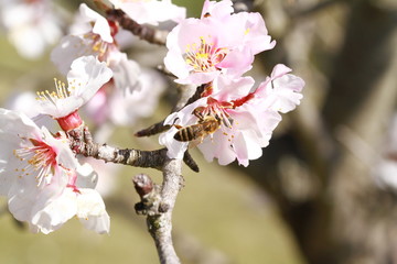 floraison 2016 en Provence 