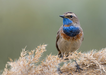 Bluethroat