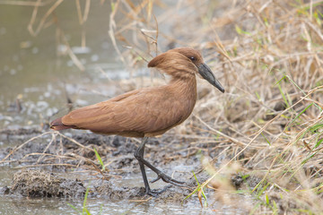Hamerkop (Scopus umbretta), Kruger Park, South Africa