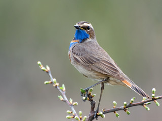Bluethroat