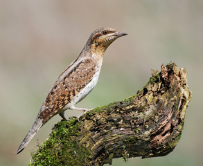 Eurasian Wryneck