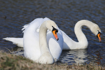 Obraz premium A pair of swans
