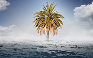 Obraz premium Mirage - palm and water - background