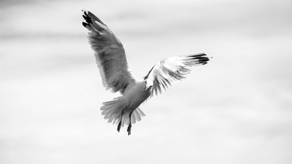 Beautiful seagulls soaring in the blue sky 