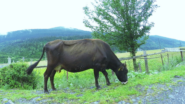 Cow on city street