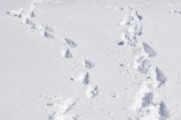 Obraz premium footprints in the snow