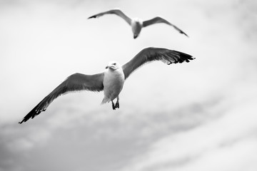 Beautiful seagulls soaring in the blue sky 