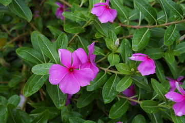 Pink impatiens flowers in bloom in the shade