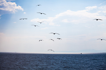 Beautiful seagulls soaring in the blue sky 