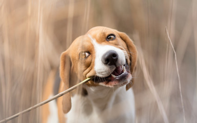 Beagle Dog Loves Chewing Stick