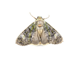 The nocturnal Green Arches moth on white background