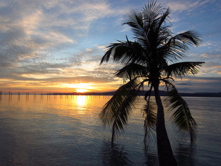 Fototapeta na wymiar Palm, tropical beach and sea 