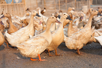 Brown ducks in farm