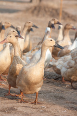 Brown ducks in farm