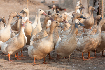 Brown ducks in farm