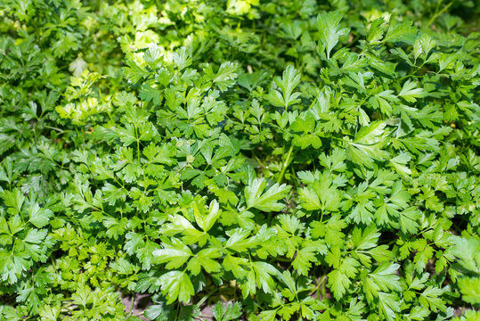 Fresh parsley on a bed in a kitchen garden, a vitamin ingredients for dishes
