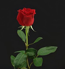 beautiful red rose on a black background