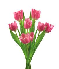 Bouquet of pink tulips isolated on white background