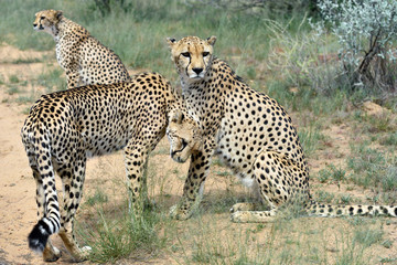 Africa. Namibia. Cheetahs