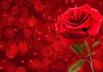 Red rose flower design. Over dark red
