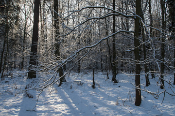 Forest in winter