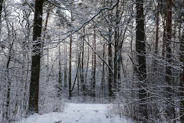 Foto auf Leinwand Forest in winter © masar1920