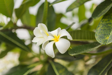 Plumeria flower with raindrops