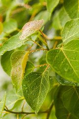 Raindrops on the green plant