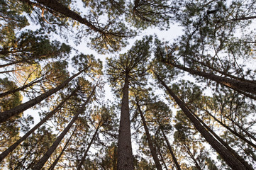 Pine forest background.