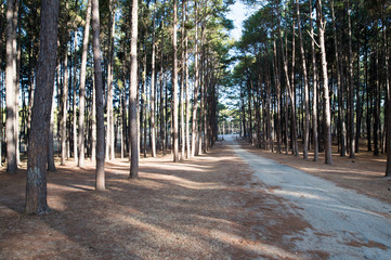 Pine forest background.